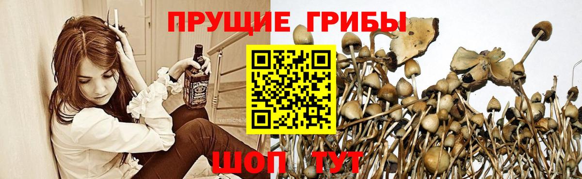 Псилоцибиновые грибы Psilocybe Севастополь